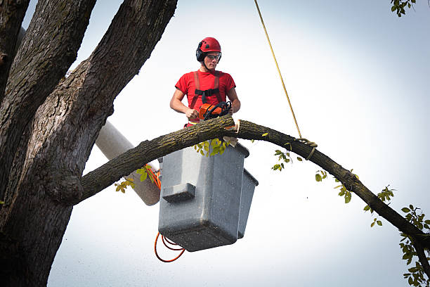 Best Hazardous Tree Removal  in Commerce, OK